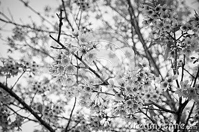 Pink flowers cherry blossom or sakura flower with with blue sky Stock Photo