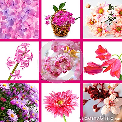 Pink flowers collage Stock Photo