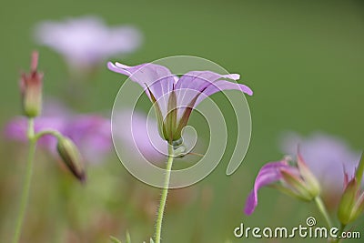 One pink Cranesbill Geranium flower, Wargrave Pink, Geranium endressii blooming in summer, close-up side-view background blur Stock Photo