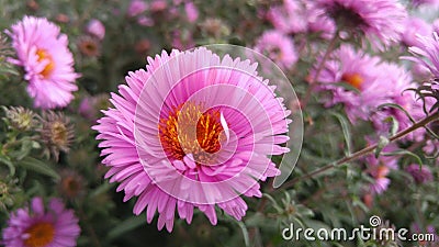 Pink flowers. Crysanthemum. Stock Photo