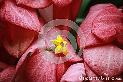Pink flowers are cut with yellow stamens. Stock Photo