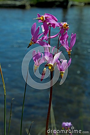 Pink flowers of Dark Throat Shooting star, Dodecatheon pulchellum Stock Photo