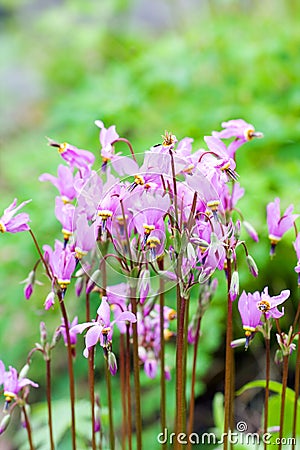 Pink flowers, Dodecatheon meadia Stock Photo
