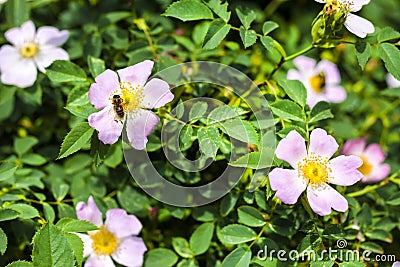 Pink flowers of dog-rose and bee collecting nectar on it Stock Photo
