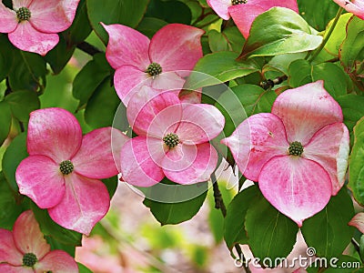 Pink flowers on a dogwood shrub, Cornus kousa Miss Satomi Stock Photo