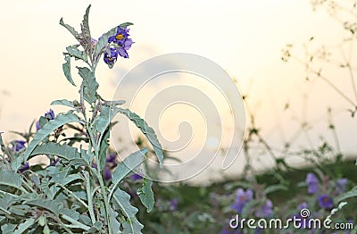 Pink flowers and dried weeds in summer Stock Photo
