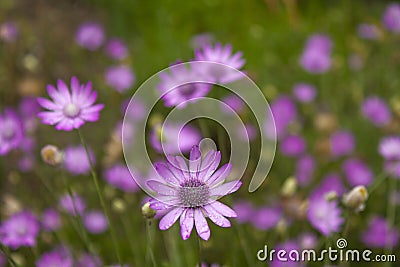 Flower with drops of water on pink petals Stock Photo
