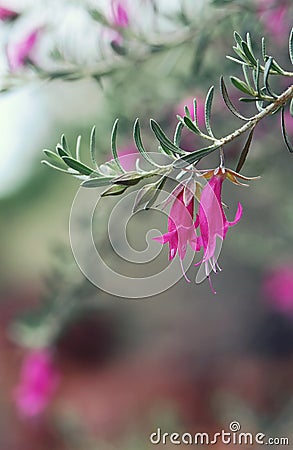 Pink flowers of the drought hardy Australian native Warty Fuchsia Bush, Eremophila latrobei Stock Photo