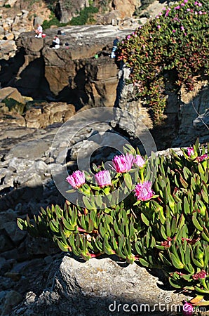 Pink Flowers and Fishermen on Ocean Cliffs Stock Photo