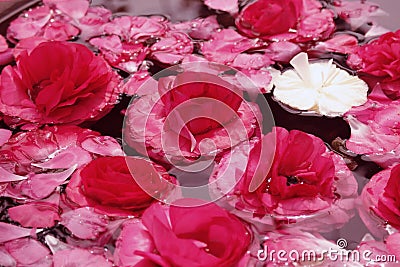 Pink flowers floating Stock Photo