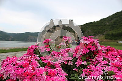 Pink flowers and a Fortress in the background Stock Photo
