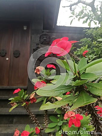 Pink flowers in front of Bali house Stock Photo