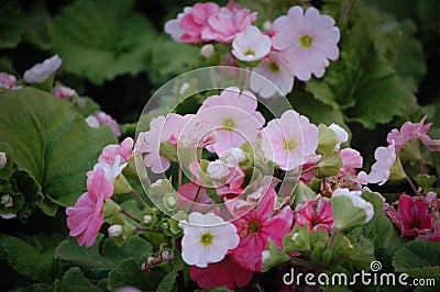 Pink flowers Stock Photo