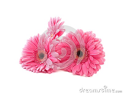 Pink flowers Gerbera isolated on a white background. Stock Photo