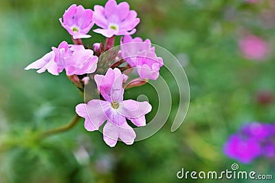 Pink flowers Glandularia bipinnatifida ,Chiricahensis ,Dakota mock vervain ,Prairie verbena ,Moradilla ,Verbenaceae ,herb p Stock Photo