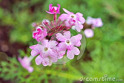 Pink flowers Glandularia bipinnatifida ,Chiricahensis ,Dakota mock vervain ,Prairie verbena ,Moradilla ,Verbenaceae ,herb p Stock Photo