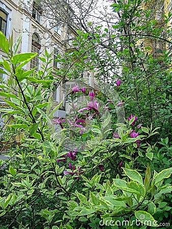 Pink flowers green bushes house Stock Photo