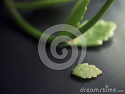 Pink flowers with green leaves with beautiful bokeh with sun light Stock Photo