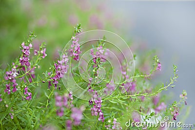 Pink flowers, green plants, winter flowers Thailand`s blue flowers, flowers in the forest Stock Photo