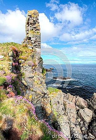Pink flowers grow on large sea cliffs in Scotland Stock Photo