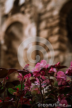 Pink flowers grow near the old fortress Stock Photo