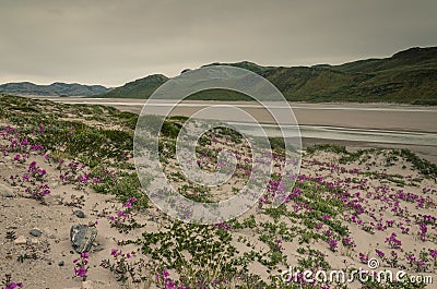 Pink flowers growing in the desert climate near Greenlandic icecap, Greenland Stock Photo