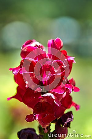 Pink flowers growing in a flowerbed Stock Photo