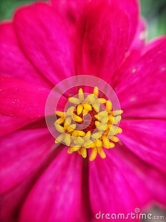 pink flowers that have just bloomed with a yellow crown Stock Photo