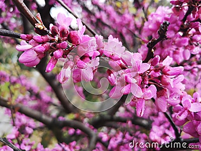 Pink Robinia Pseudoacacia tree Stock Photo