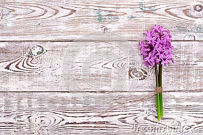 Pink flowers hyacinths on white wooden table. Top view, copy space. Stock Photo