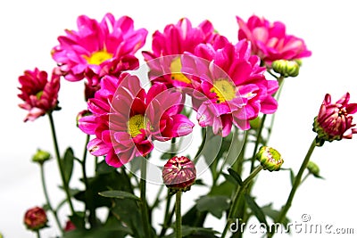 Pink flowers isolated on white background Stock Photo