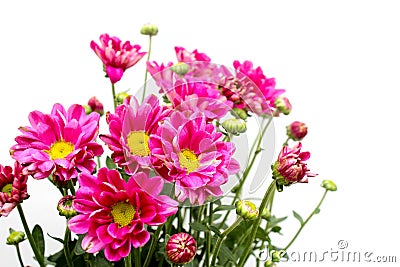 Pink flowers isolated on white background Stock Photo