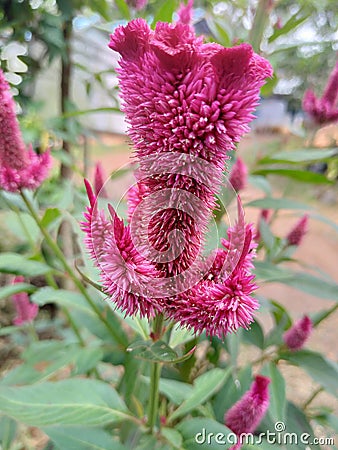 Pink flowers in kiram village Stock Photo