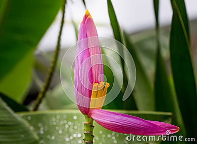 Pink flowers closeup on natural background Stock Photo