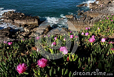 Pink Flowers and Ocean Cliffs Stock Photo