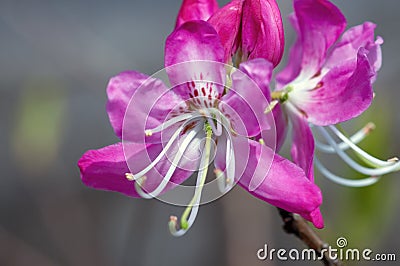 Rhododendron dauricum flowers Stock Photo