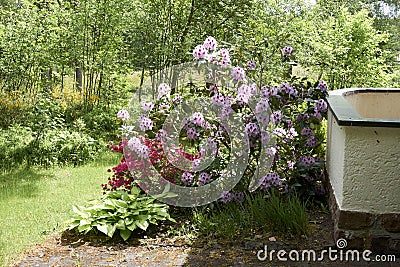 Pink flowers of rhododendron with green leaves Stock Photo