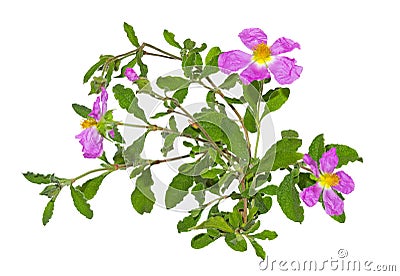 Pink flowers of the Rockrose or Cistus albidus Stock Photo