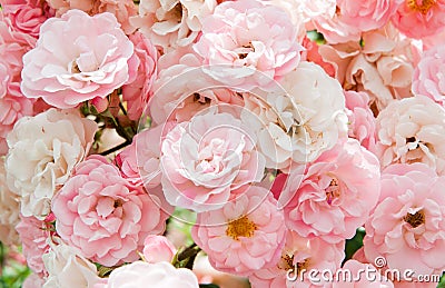 Pink flowers of roses Stock Photo