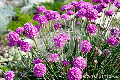 Pink flowers - Sea thrift (Armeria Maritima) Stock Photo