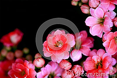 Pink flowers soft focus Stock Photo