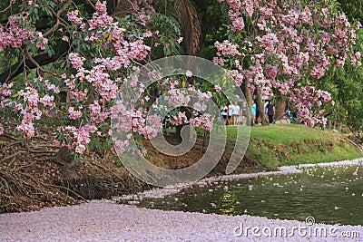 Pink flowers Tabebuia Rosea Chompoo Pantip full blossom at Rodfai Park, Bangkok Stock Photo