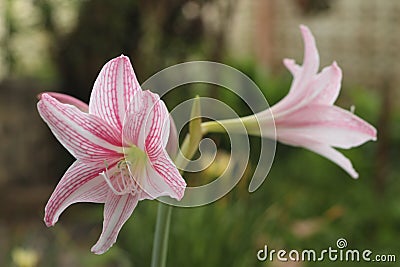 Pink star lily flowers or Wan See Tit Stock Photo
