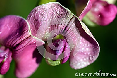 Pink flowers with water droplets Stock Photo