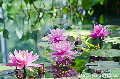 Pink flowers of the water lily, Nimphaea Stock Photo