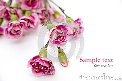Pink flowers on white background with sample text (minimal style) Stock Photo