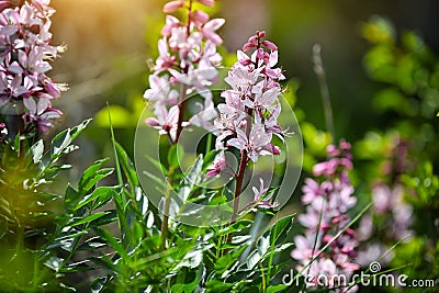 Pink flowers of wild plant Diptam Dictamnus albus or Burning Bush, or Fraxinella, or Dittany. Endangered rarity plant Stock Photo