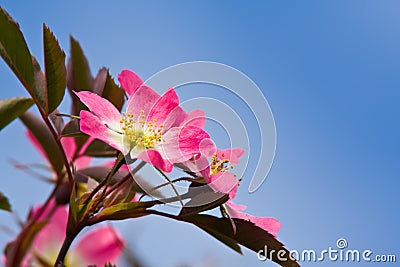 Pink flowers of a wild rose Stock Photo