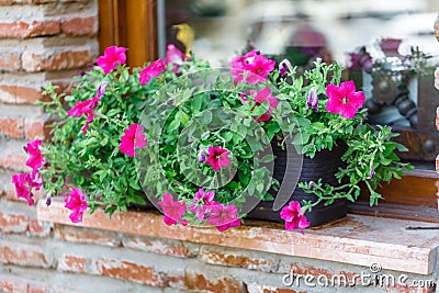 Pink flowers in a windowbox of an old English stone house Stock Photo