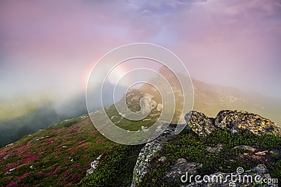 In the pink fog there is a halo of rainbow of the fantastic natural phenomena Brocken spectre. Lawn with the blooming rhododendron Stock Photo